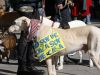 El cruel abandono de los perros galgos en España