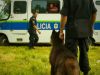 ¡Policía animal! Holanda creó su propia división en defensa de las especies