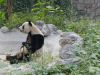 Panda gigante fingió embarazo para recibir mejores cuidados