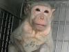 India prohibirá la importación de cosméticos testeados en animales