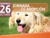 Jornada de adopción para animalitos rescatados por fundación 'Garras y Patas'