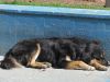 Capturarán y esterilizarán a perros callejeros en Punta Arenas por orden del municipio