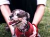 [Video] ¡Estos perritos adoran lucir su pelo al viento!