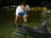 Roger Federer alimentó a delfines nariz de botella en Australia