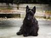 Un gran valiente en cuerpo pequeño: El Terrier Escocés