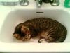 ¿Realmente odian los gatos el agua?