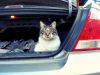 Tips para viajar de forma segura en el auto con tu mascota