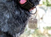 Info ID, la medalla para mascotas con código QR creada por chilenos