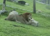 [Video] Mira la reacción que tuvo este león al ser liberado