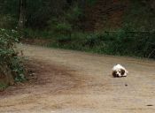 Perros abandonados fueron asesinados en Quilpue