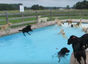 Perros se divierten como nunca en una piscina (video)