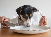 Marca japonesa anunció la creción de comida de perros que se calienta en el microondas