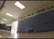 Video: Vanesa, la pata que vive con sus hijos dentro de un colegio