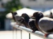 En Barcelona controla la población de palomas con anticonceptivos