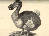 ​Animales extintos: El Dodo