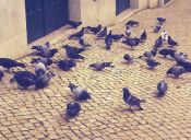 Peruanos serán multados por alimentar a las palomas