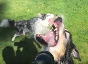 Perros se divierten con mangueras (videos)