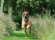 La Municipalidad de Providencia realizará cursos de entrenamiento canino gratis