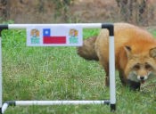 Zincha, el Zorro Rojo de Buin Zoo, pronostica resultado Chile-Ecuador