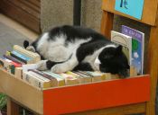 En Estados Unidos abren una bibliotecas para compartir con gatos