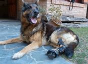 [Fotos] Un argentino ayuda a que los perros puedan volver a caminar