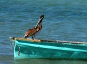 Científicos aseguran que para el 2050, todas las aves marinas habrían comido plástico