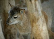 Científico iraníes clonaron un muflón salvaje