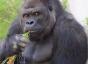 Shabani, el sex symbol de los zoológicos japoneses