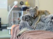 Un pequeño koala no se despegó de su madre mientras la operaban