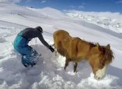 ​Estudiantes norteamericanos rescatan yegua enterrada en la nieve