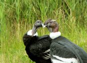 Pájaros más grandes del mundo