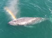 [Video] Ballena expulsa un arcoiris por su espiráculo