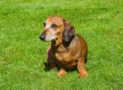 [Video] Un perro salchicha dejó abandonado a su mejor amigo