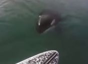 [Video] Surfista se encuentra con una orca en medio del mar