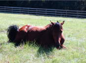 [Video] Un simpático caballo encuentra la mejor posición para dormir