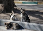 Funcionarios municipales de Lota causaron graves heridas a perros callejeros