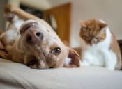 6 Ideas de camitas de perro y gato que ellos amarán (y tu también)