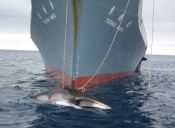 Comenzó la temporada de ballenas en Islandia