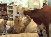 [Video] Animales disfrutan de los cariños de sus dueños