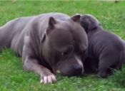 [Video] Un pitbull y su hijo se quieren mucho