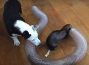 Corgi se divierte con dos hurones (video)