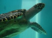 Tortugas marinas se ven amenazadas por el cambio climático