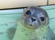 Una pequeña foca fue encontrada rodeada de vacas en un potrero