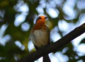 Todo sobre Pájaros cantores