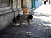 Los animales en Chile tienen derechos ¡a respetarlos!