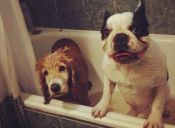 ¿A tu perro no le gusta bañarse?