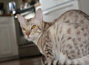 Perfiles: Ocicat