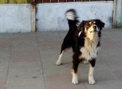 ¿Qué tratan de decirnos los perros cuando nos ladran?