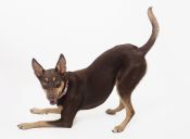 Perfiles: Kelpie Australiano