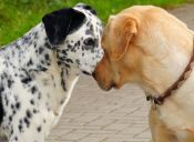 8 Consejos para detener una pelea de perros